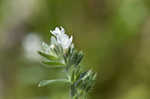 Corn gromwell